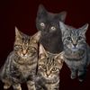 kittiestime