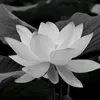 mai.hoa540