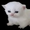 cxzdebil7