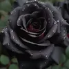monica.fraga2