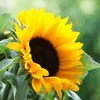 edyta.anna6