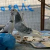 kotri.frin