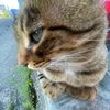 its_lunathecats