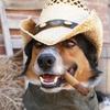 adoginacowboyhat