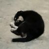 ina_log03