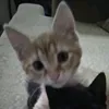 nelamela113