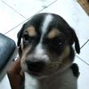mielree_tr