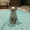 meowmeowshop5