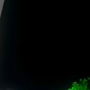 alshaekh291