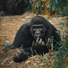 kingkong5098