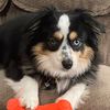 dave_taylor01