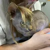 pablocat_06.07