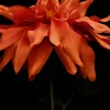 zm_lp5