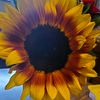 flowerchild4946