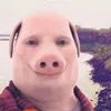 johnporkk11