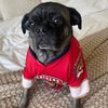 pug_burrito7