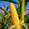 jagung_kejuan