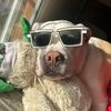 bostonthedogg