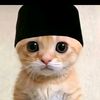 PP kucing 🐱