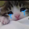 n.anh_41