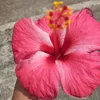 peachii._franzinee