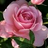 rosa.rivero001