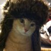 catinredhat