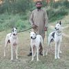 raja.tasif
