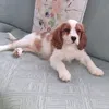 the_cav_channel