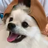 anakinspitzalemao