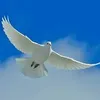 iraci.nogueira.li