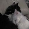 loveallcats.7