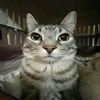 chikistrikis_870