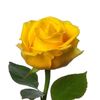 rowse770