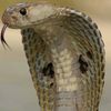 dayofcobra