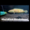 rulfishsnakehead1