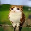dxnzlol