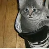catpawshies_03
