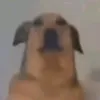 januz_mikael