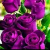 user4081280155572