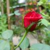 taslima.akther711