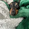 lokipoki_thedachshund