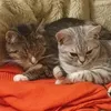 cat.love.cooking.love