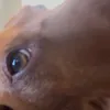 100notjosh