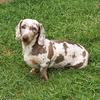 dachshunds_elclarodeluna