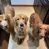 goldieandthe3goldens