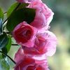 rose29549