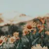 sunflowers8872