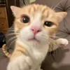 dxnielv7