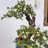 bonsaigarden77